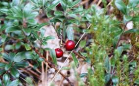 Search for flowers with us. Find Plants Cape Cod Native Plants