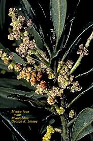 Image result for Myricaceae