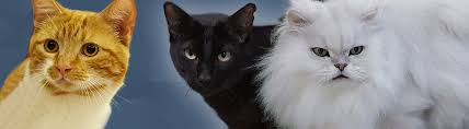 The cfa describes them as being a svelte, dainty cat, with long tapering lines, very lithe but muscular. The Governing Council Of The Cat Fancy Australia And Victoria