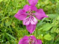 Image result for Gladiolus magnificus