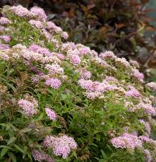 Image result for Spiraea japonica ´Little Princess