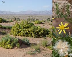 Image result for Hertia