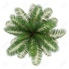 14701249 Top View Of Coconut Palm Tree Isolated On White Background Jpg 1300 1300 Tree Photoshop Trees Top View Tree Plan Png