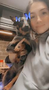 Lost blue healer puppy in Beaufort