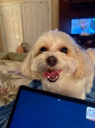 Annoying licker 4-year-old Morkie behavior help