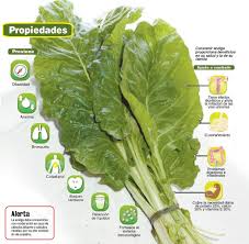Resultado de imagen para acelga