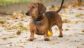 Listen to the audio pronunciation in several english accents. Dachshund Facts