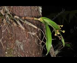 Image result for Polystachya fusiformis × lindblomii