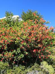 #embothrium coccineum notro, ciruelillo, chilean fire bush #floradechile autumnal coloration of the leaves in small #embothrium is in full flower. Chilean Fire Bush Embothrium Coccineum Urban Perennials