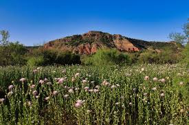 Image result for Rytidosperma davyi