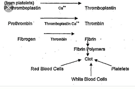 Show Blood Clotting With Help Of Flow Chart Brainly In