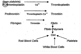 show blood clotting with help of flow chart brainly in