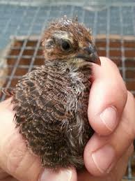 One Of Our Baby Quails At 1 Week Old This Is Smokey A Tibetan Coloured Quail Quail Breeds Birds