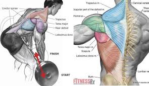 The barbell bent over row will add mass to your lats and upper back. Pin On Bodybuilding