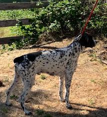 Cynister gwps was founded by us in 1999 in norco, ca. German Shorthaired Pointer Club Of California Home Facebook