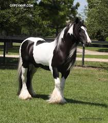 Black And White Mustang Horse For Sale Pin On Gypsy Vanners