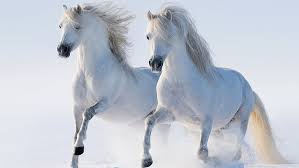 The best quality and size only with us! The White Horse 1080p 2k 4k 5k Hd Wallpapers Free Download Wallpaper Flare