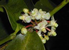 Image result for Garcinia kingaensis