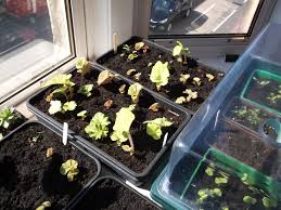 Check spelling or type a new query. Begonia Tuber Harvesting Allan Faulds