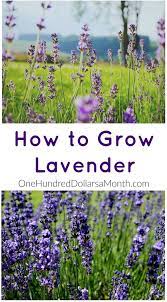 How To Grow Lavender Start To Finish One Hundred Dollars A Month Growing Lavender Organic Gardening Tips Gardening For Beginners