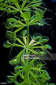 Image result for Aldrovanda vesiculosa