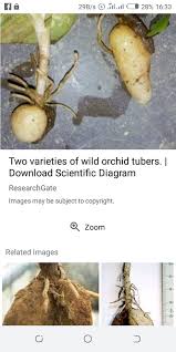 Image result for Platycoryne crocea