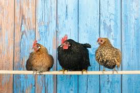 Bantams are small chickens, generally. Bantam Chickens 5 Reasons To Raise Mini Chickens How To Care For Them