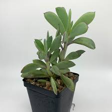 Image result for Senecio letouzeyanus