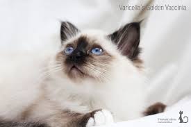 Sealpoint Birman Kitten Vaccinia 12 Weeks Old Birman Kittens Birman Cat Cats