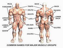 Naming skeletal muscles according to a number of criteria: Sets Reps And Exercises For A Great Workout Muscle Groups To Workout Major Muscles Body Muscles Names