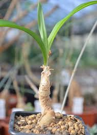 Image result for Trachyandra saltii