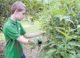 Garden made from straw-bales