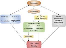 Constipation In Ckd Kidney International Reports