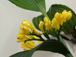 Image result for Corymborkis corymbis