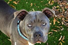 We did not find results for: Minneapolis Mn Cane Corso Meet Nelson A Pet For Adoption