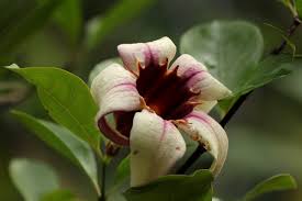 Image result for Strophanthus