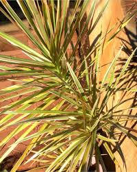 It is a succulent tree that can grow up to 30 feet tall. Dracaena Marginata The Drought Resistant Dragon Plant