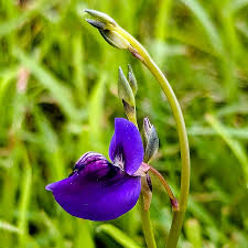 Image result for Coleus tetragonus