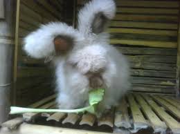 Begitupun di aplikasi link si jahat dan si jahat kelinci tersebut, dengan kunggulannya anda akan di buat mudah melihat beragam video yang di tayangkan, untuk melihat video di aplikasi tersebut tekan tombol di bawah ini. 4 Jenis Kelinci Hias Paling Diminati Lengkap