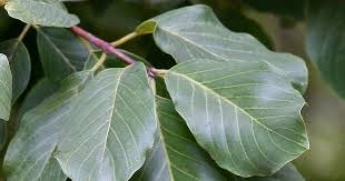 Image result for Berchemia discolor