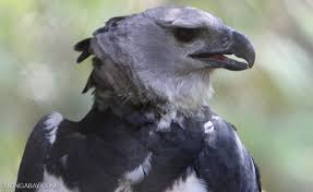 It is the largest and most powerful raptor found throughout its range, and among the largest extant species of eagles in the world. Harpy Eagle