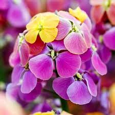 Image result for Eriosema pumilum