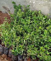 Image result for Barleria macrostegia