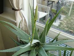 Vera is an evergreen perennial to 0.6m, forming rosettes of fleshy, narrow, dull green leaves with spiny margins, with long racemes of. Tricks For Getting Your Indoor Aloe Vera Plant To Bloom Aloe Vera Plant Aloe Plant Aloe Vera