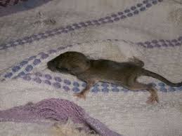 Baby animals cute mouse baby rats pets animals friends mammals animals cute rats rodents. Raising A Wild Rat Wild Earthling