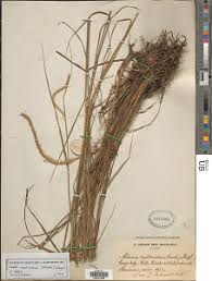 Image result for Setaria pseudaristata