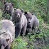 Alaska rivers company booking unavailable on tripadvisor. 1