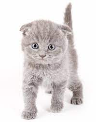 Scottish Fold Kitten Scottish Fold Kittens Cat Scottish Fold Cats