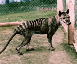 Tasmanian Tiger Tasmanian Tiger Weird Animals Extinct Animals