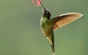 Maybe you would like to learn more about one of these? How To Keep Ants Away From Your Hummingbird Feeder
